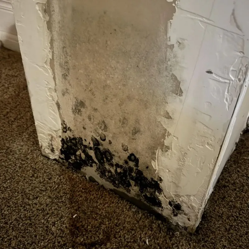Professional Mold Removal in North Charleston, SC